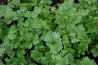 How to grow Cilantro from