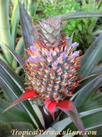 Pineapple Growing - Propagation, Planting And Care