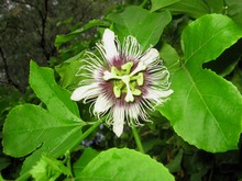 PASSION FRUIT live plant  