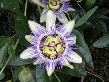 PASSION FRUIT live plant  