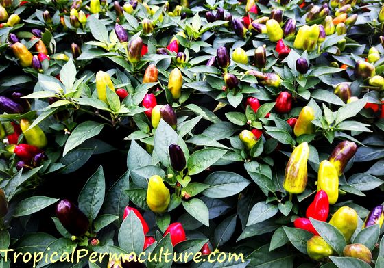Growing Chillies How To Chili Peppers From