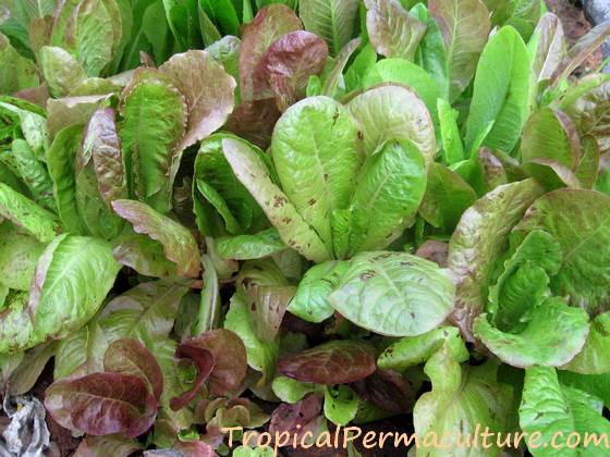 Mixed lettuce seedlings growing