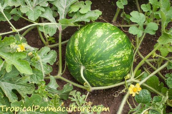 Growing Watermelons 