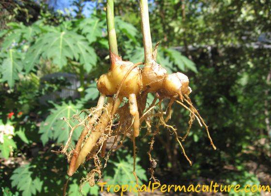 Ginger Root – Nutritional, medicinal and health benefits - Master Hi ...